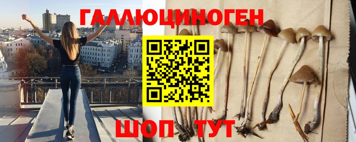 Можга  Галлюциногенные грибы Psilocybe  Вход с VPN 